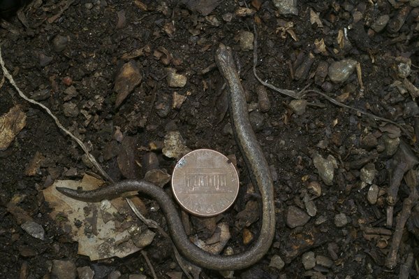 Agences Immobilières en Ligne vs Traditionnelles : Quelle Solution Est la Plus Efficace pour Vos Besoins?